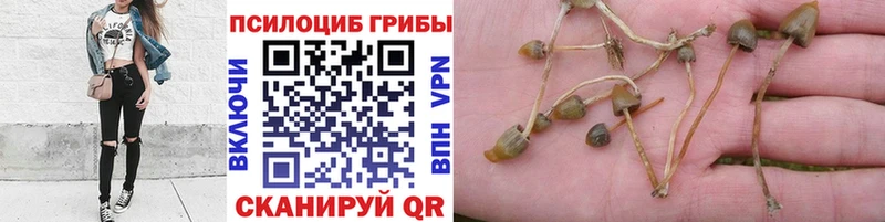 Галлюциногенные грибы Cubensis Павловский Посад