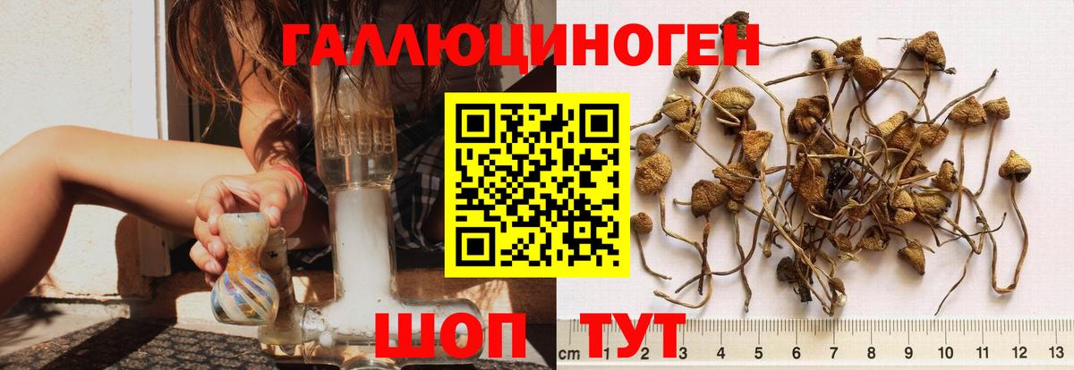 Павловский Посад  Галлюциногенные грибы MAGIC MUSHROOMS  Вход с VPN 